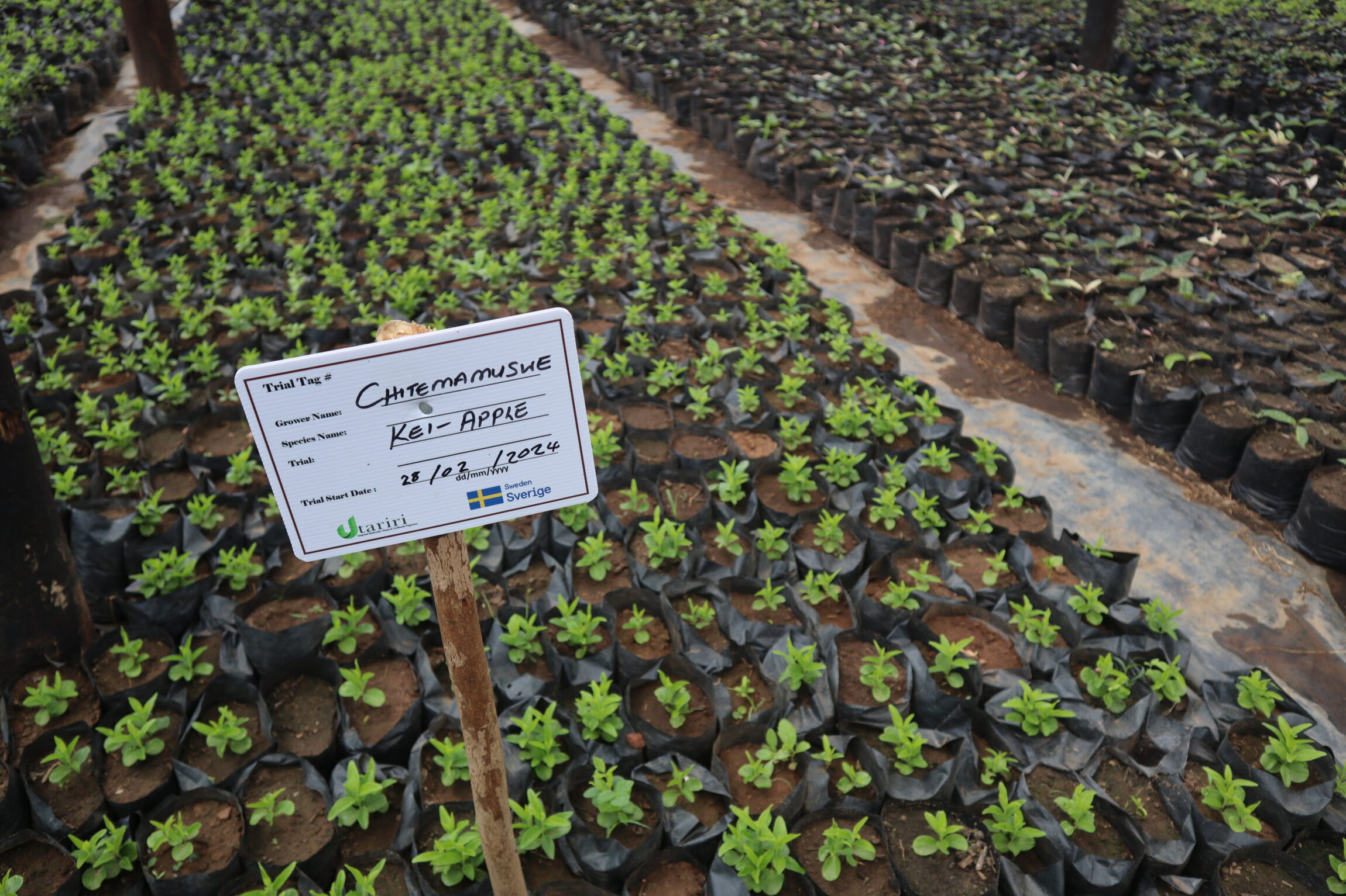 chitemamuse-tree-nursery-managed-by-dca-partners-scaled.jpg