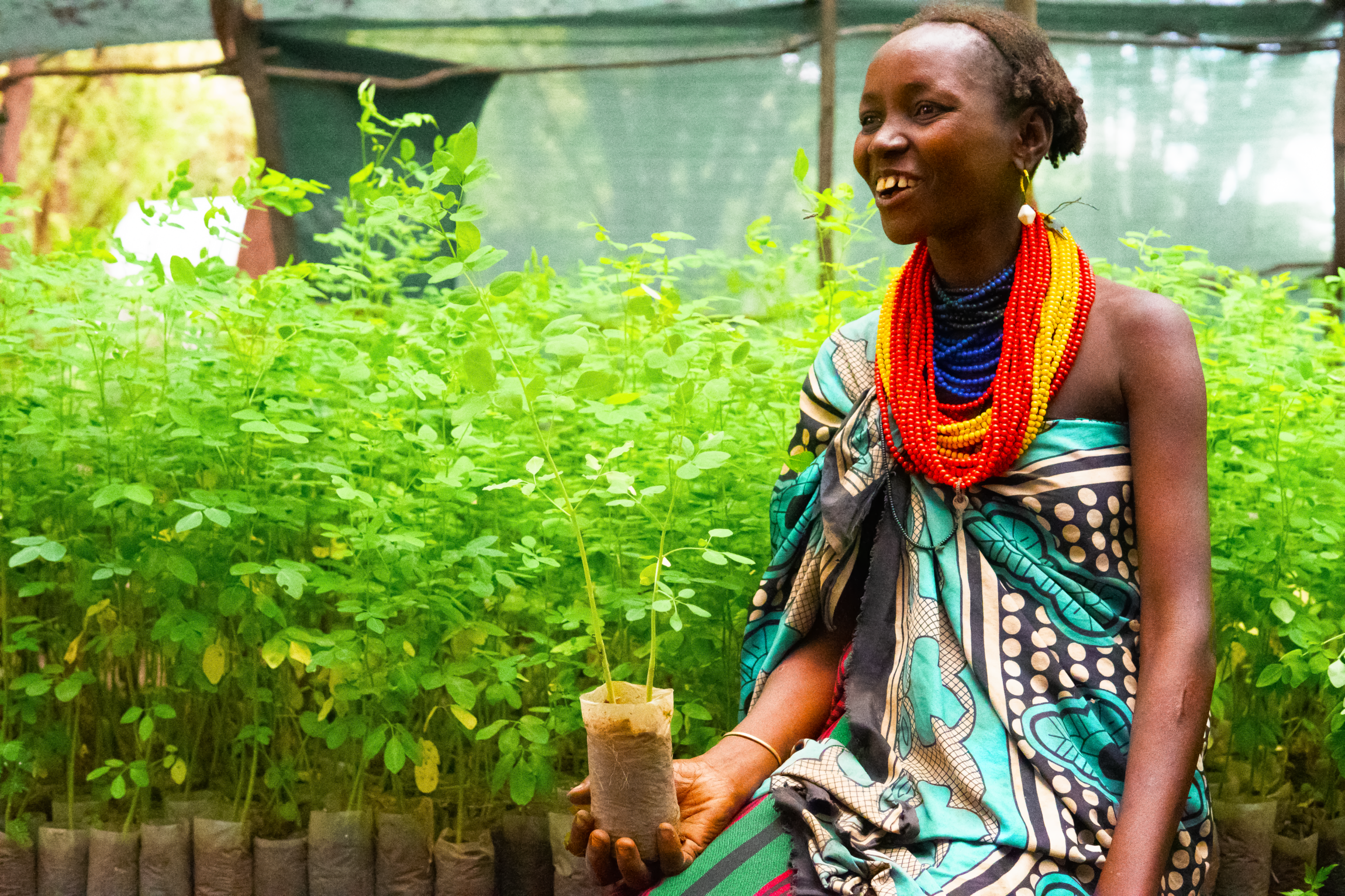 Bangas taking care of her seedlings